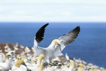 Gannet aterrizando en la colonia - foto de stock