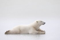 Polar Bear Laying — Stock Photo