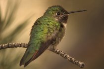 Kolibri auf Ast — Stockfoto