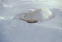Ours polaire dormant dans la neige — Photo de stock