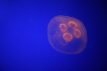 Крупный план медузы — стоковое фото