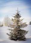 Paisaje y árbol de invierno - foto de stock