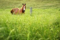 Cheval dans l'herbe grande — Photo de stock