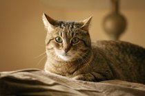 Porträt einer Katze, die auf Stoff liegt — Stockfoto