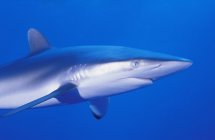 Nado de tubarão comum — Fotografia de Stock