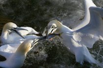 Três Gannets lutando — Fotografia de Stock