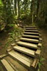Vue des escaliers dans la forêt — Photo de stock