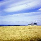 Campo de trigo con casa - foto de stock