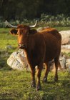 Bull in piedi su erba verde — Foto stock