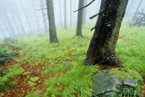 Floresta Foggy, Alemanha — Fotografia de Stock