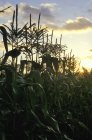 Campo de milho contra o sol — Fotografia de Stock