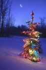 Різдвяна ялинка на відкритому повітрі під місячним сяйвом — стокове фото