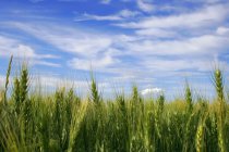 Пшеничное поле против облачного неба — стоковое фото