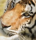 Primer plano de la cara de tigre - foto de stock