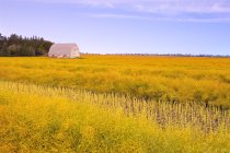 Canola Field with house — Stock Photo