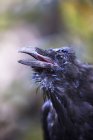 Raven with open pecker — Stock Photo