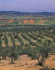 Оливковые рощи и поля — стоковое фото
