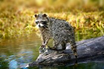 Raccoon After Swim standing on log — Stock Photo