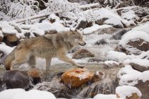 Wolf überquert Fluss — Stockfoto