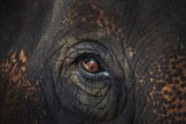 Closeup de olho de animal — Fotografia de Stock