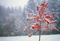 Árbol en invierno con nieve - foto de stock