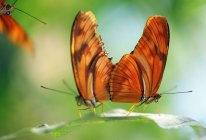 Две бабочки на листе — стоковое фото