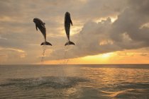 Salto dei delfini tursiopi — Foto stock