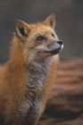 Red Fox outdoors — Stock Photo