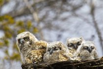 Four Great Horned Owls — Stock Photo
