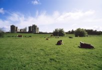 Roscommon Castle and cows — Stock Photo