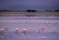 Água potável rosa de Flamingos — Fotografia de Stock
