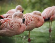 Flamingo Flock al aire libre - foto de stock