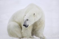 Белый медведь сидит на снегу — стоковое фото