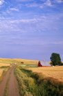 Грунтова дорога через пшенична сфера — стокове фото