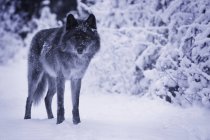 Lobo caminando en el bosque de invierno - foto de stock