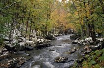 View of Stream In Forest — Stock Photo