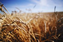 Barley In Field against sky — Stock Photo