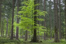 Forêt bavaroise, Bavière, Allemagne — Photo de stock