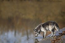 Wolf Drinking Water — Stock Photo