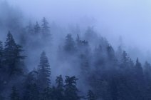 Nebel und feuchter Wald — Stockfoto
