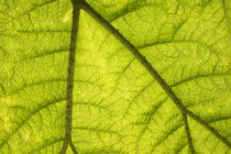 Anatomie der Blätter unter die Lupe nehmen — Stockfoto