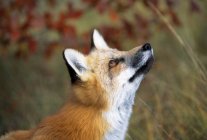 Red Fox mirando hacia arriba - foto de stock