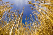 Tallos de trigo en crecimiento - foto de stock