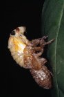 Экзоскелет линьки жука крупным планом — стоковое фото