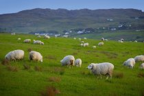Rebaño de ovejas que pastan - foto de stock