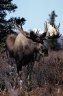 Bull Moose em pé no chão — Fotografia de Stock