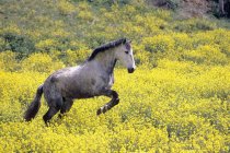 Андалузский конь собирается прыгнуть — стоковое фото
