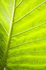 Ярко-зелёный лист — стоковое фото