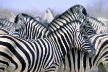 Manada Burchell Zebras — Fotografia de Stock