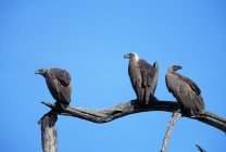 Avvoltoi dalla schiena bianca — Foto stock